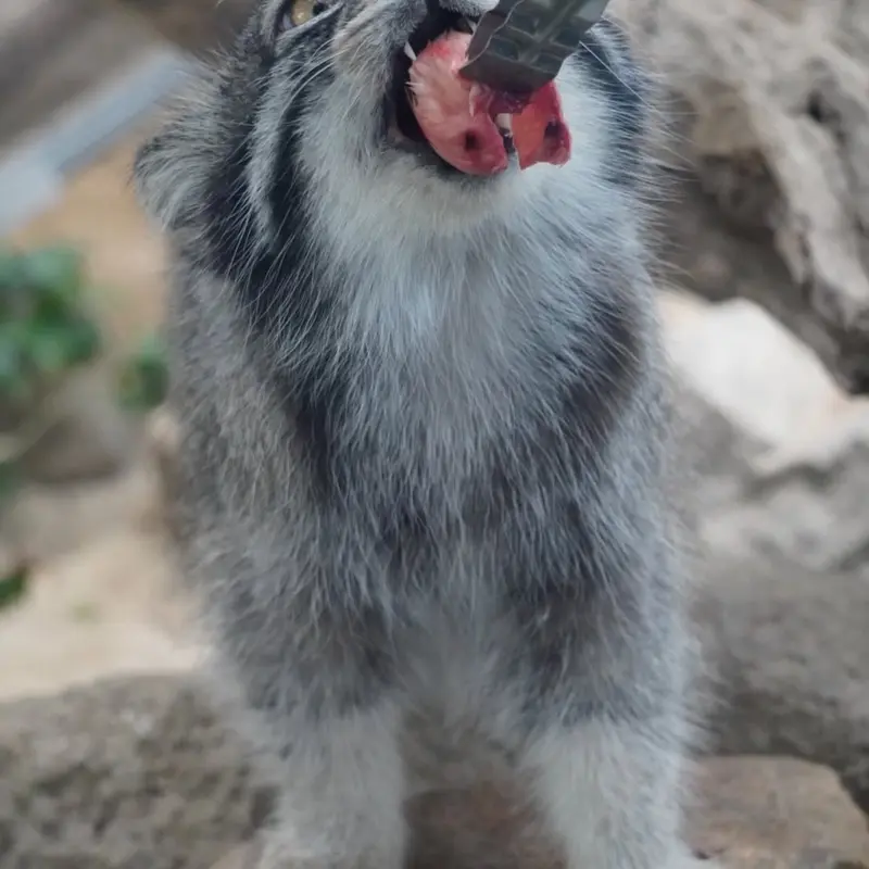 A photograph of Nar in Kobe Animal Kingdom
