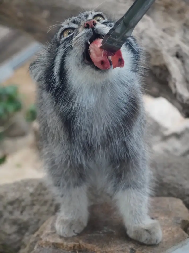 A photograph of Nar in Kobe Animal Kingdom
