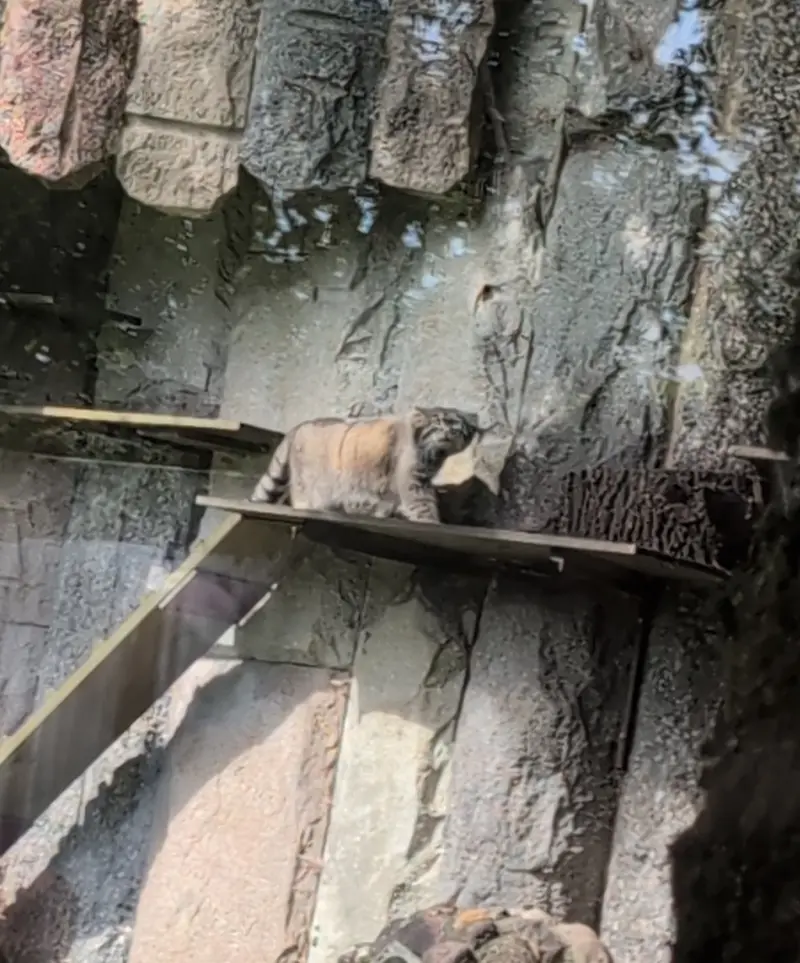A photograph of Timofey in Moscow zoo