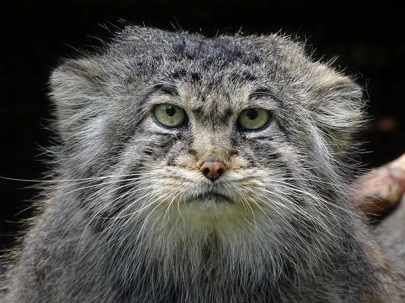 A photograph of Bjorn in Riga Zoo
