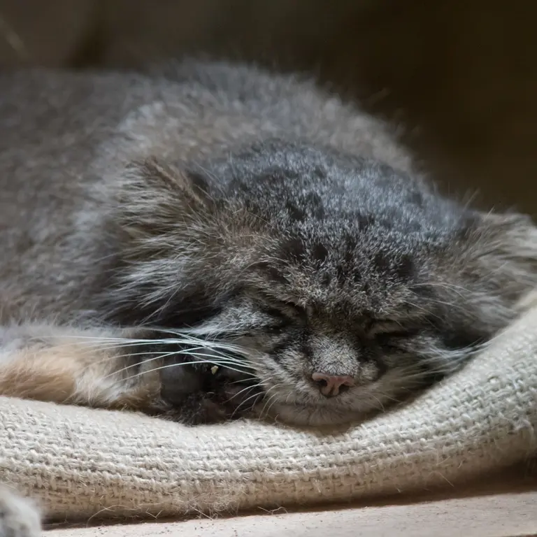 A photograph of Klyon in Ueno Zoological Gardens