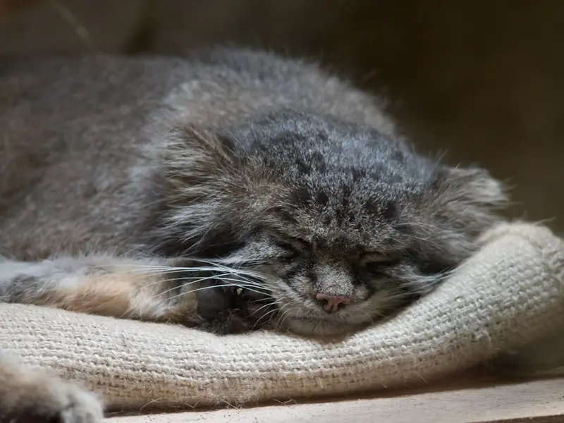 A photograph of Klyon in Ueno Zoological Gardens