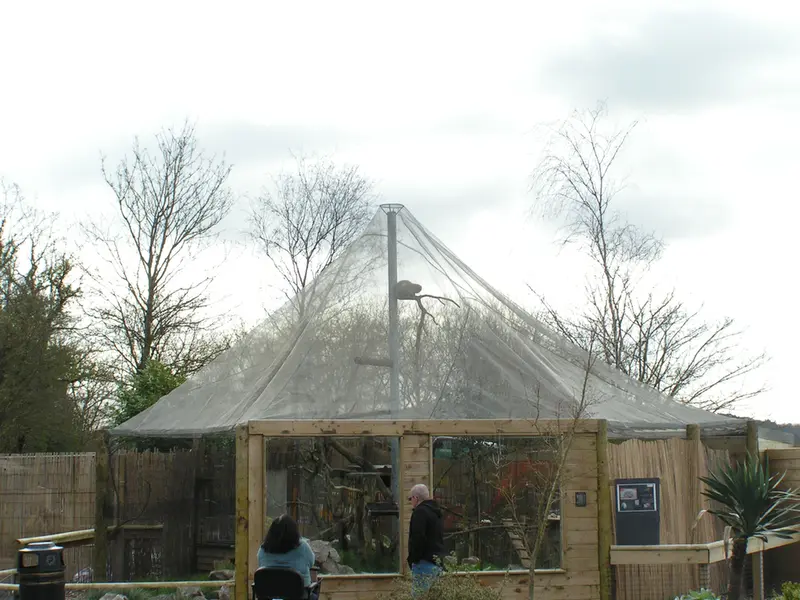 A photograph of a Pallas's cat