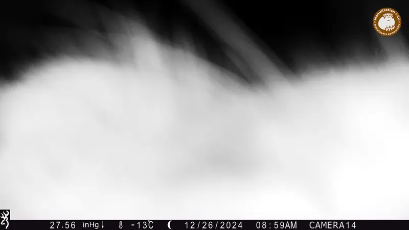 A photograph of Otocolobus manul manul from Zhilandy camera trap