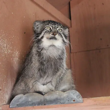 A photograph of Tabby in Saitama Children's Zoo