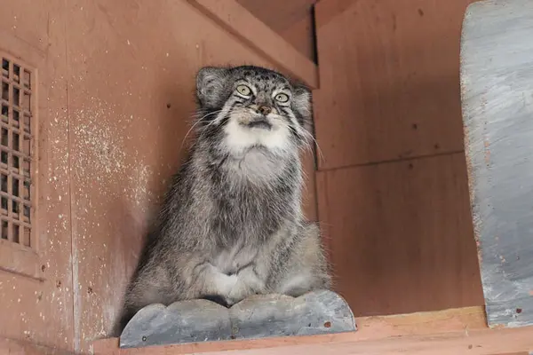 A photograph of Tabby in Saitama Children's Zoo