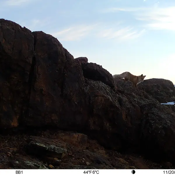 A photograph of Red fox from Aktas-Kunkora camera trap