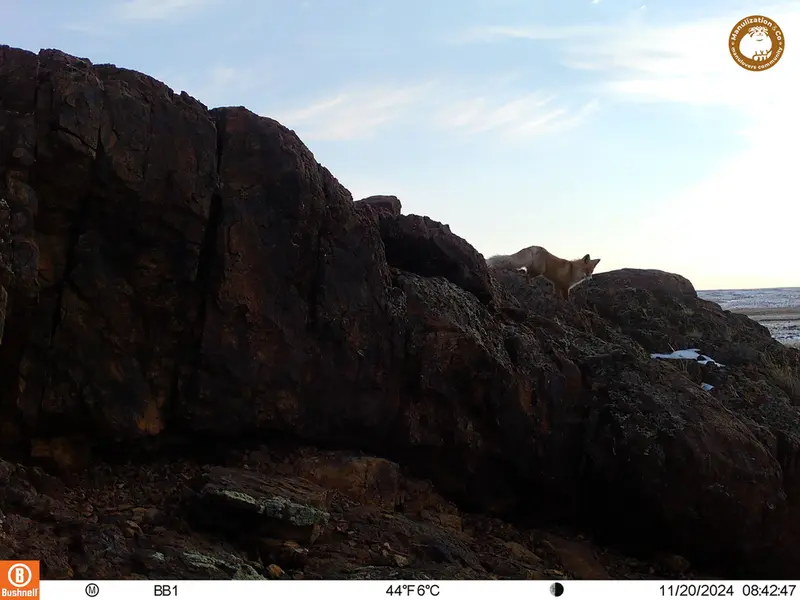 A photograph of Red fox from Aktas-Kunkora camera trap