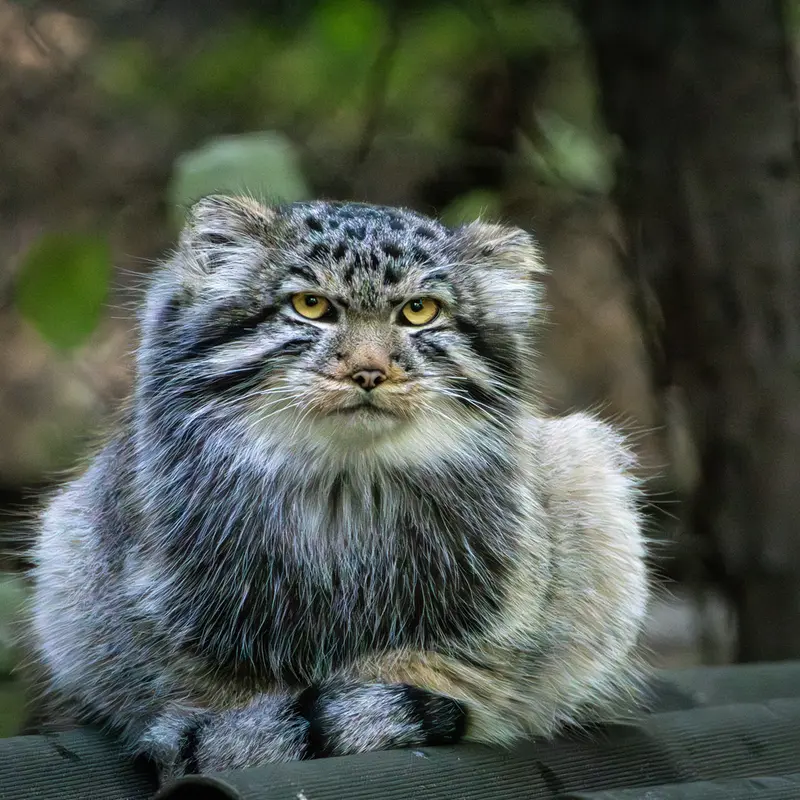 A photograph of Son of Lolo b.2026 Ⅱ in Novosibirsk Zoo