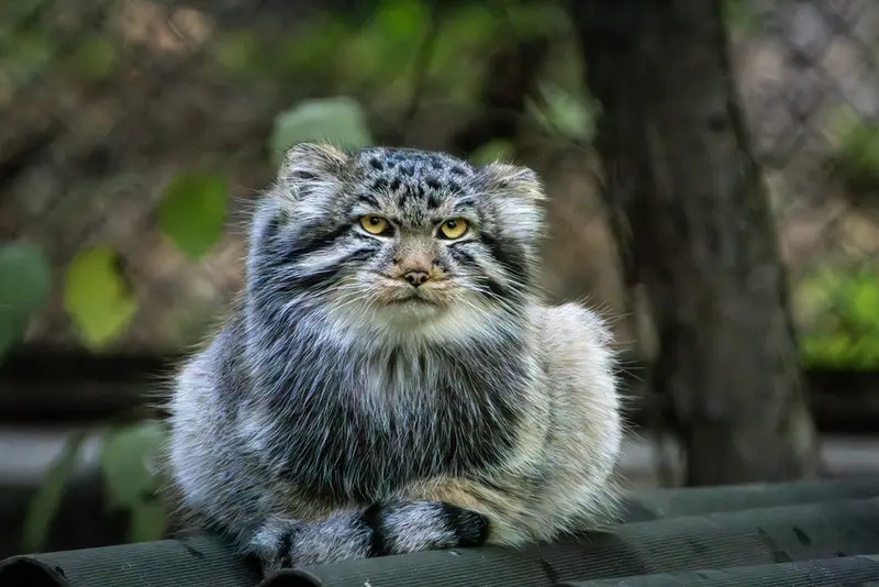 A photograph of Son of Lolo b.2026 Ⅱ in Novosibirsk Zoo