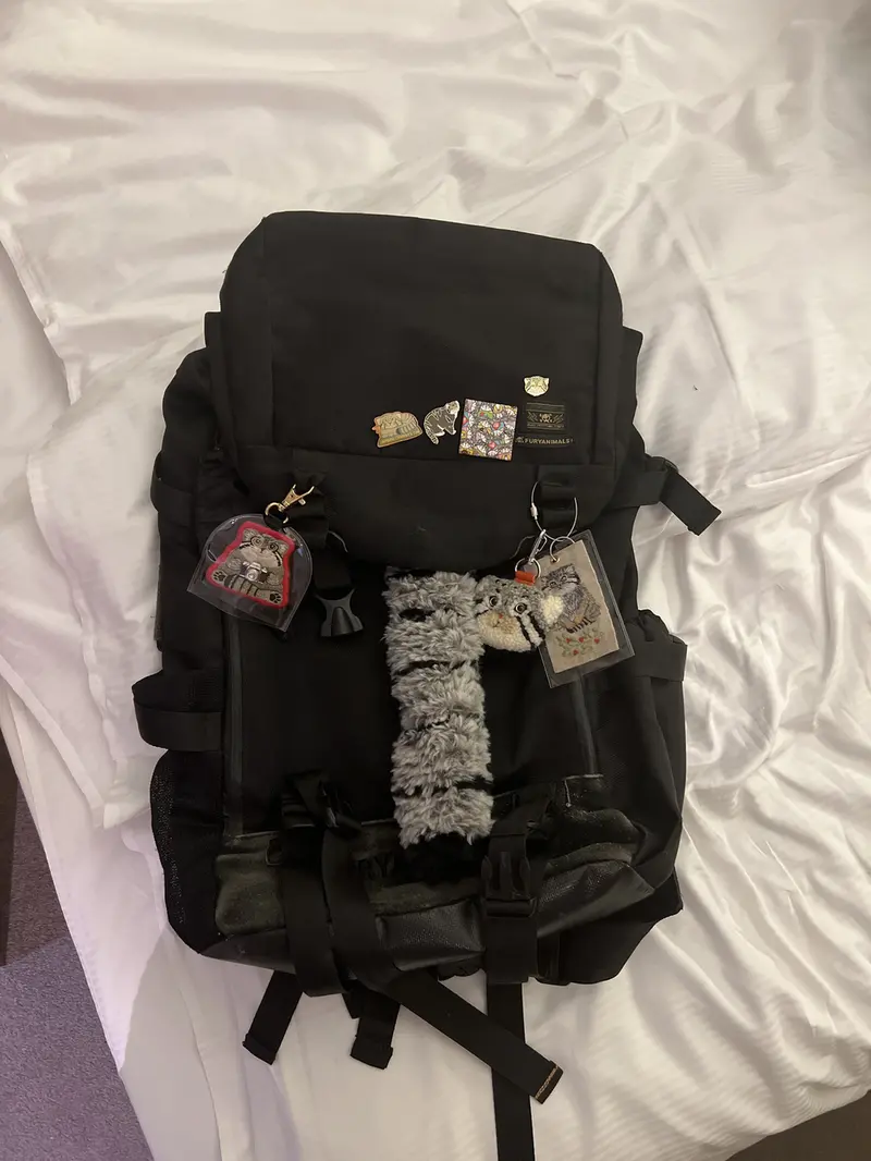 A photograph of a Pallas's cat