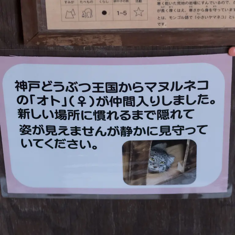 A photograph of Oto in Saitama Children's Zoo