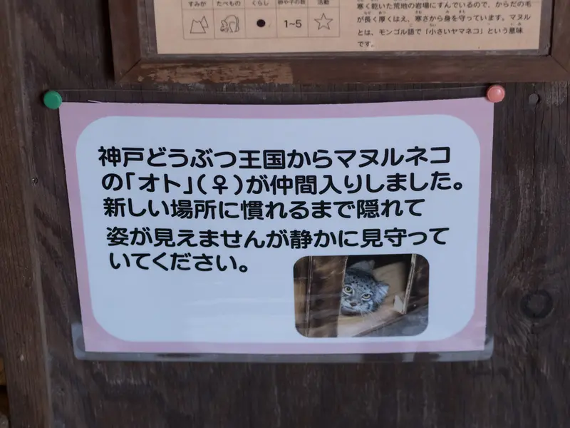 A photograph of Oto in Saitama Children's Zoo