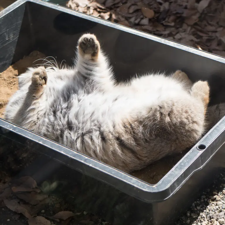 A photograph of Lotos in Saitama Children's Zoo