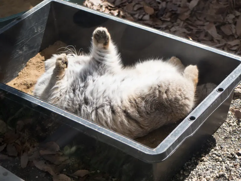 A photograph of Lotos in Saitama Children's Zoo