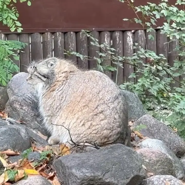 A photograph of Bozenka in Poznan New Zoo