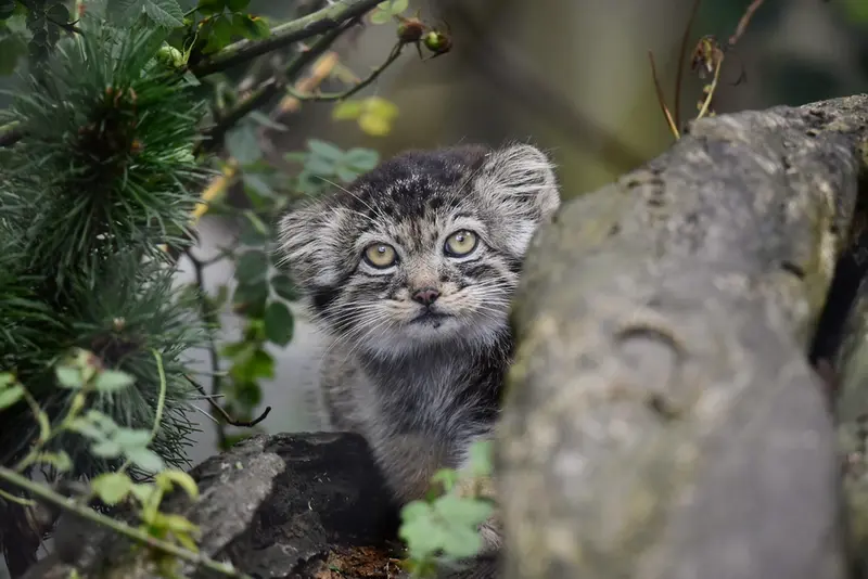 A photograph of Daughter of Charu b. 2025 in Tierpark Berlin