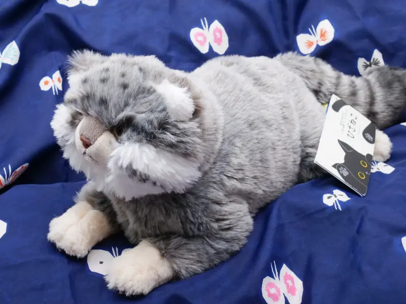 A photograph of a Pallas's cat