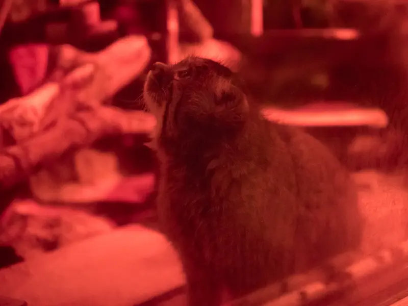 A photograph of Naim in Ueno Zoological Gardens