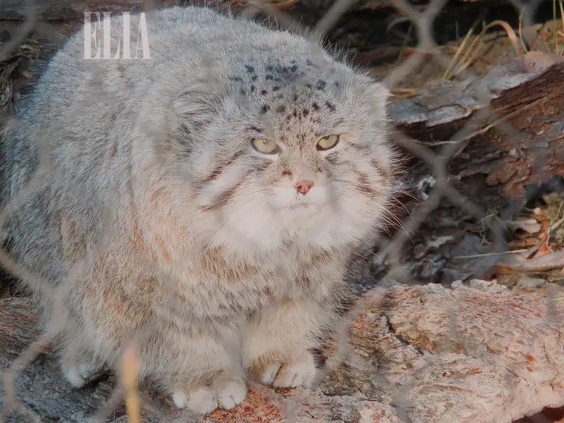A photograph of Olaf in Calgary Zoo / Wilder Institute