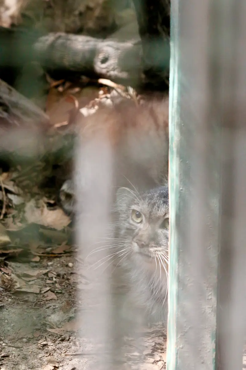 A photograph of Lucy in Budapest Zoo & Botanical Garden