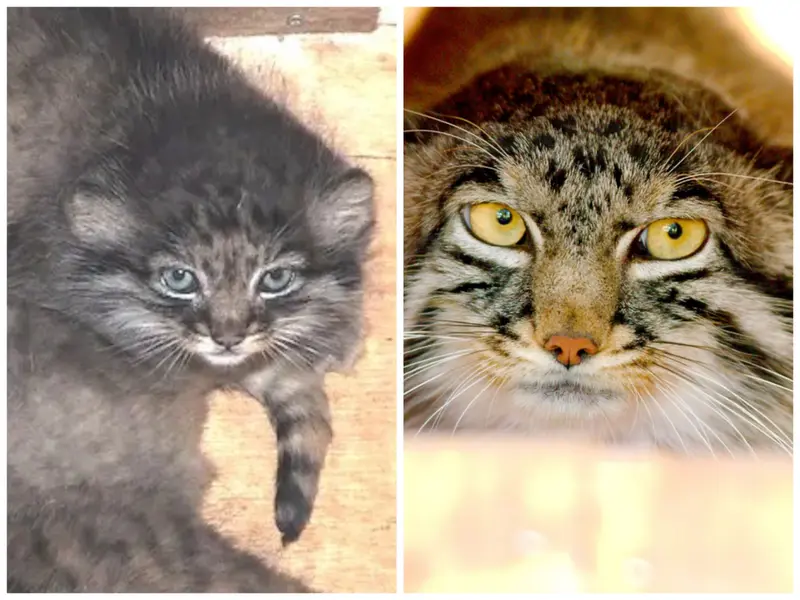 A photograph of a Pallas's cat