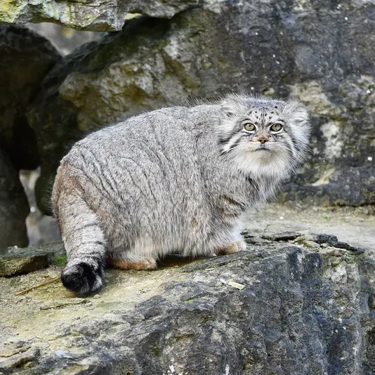 A photograph of Atlan in Port Lympne Wild Animal Park