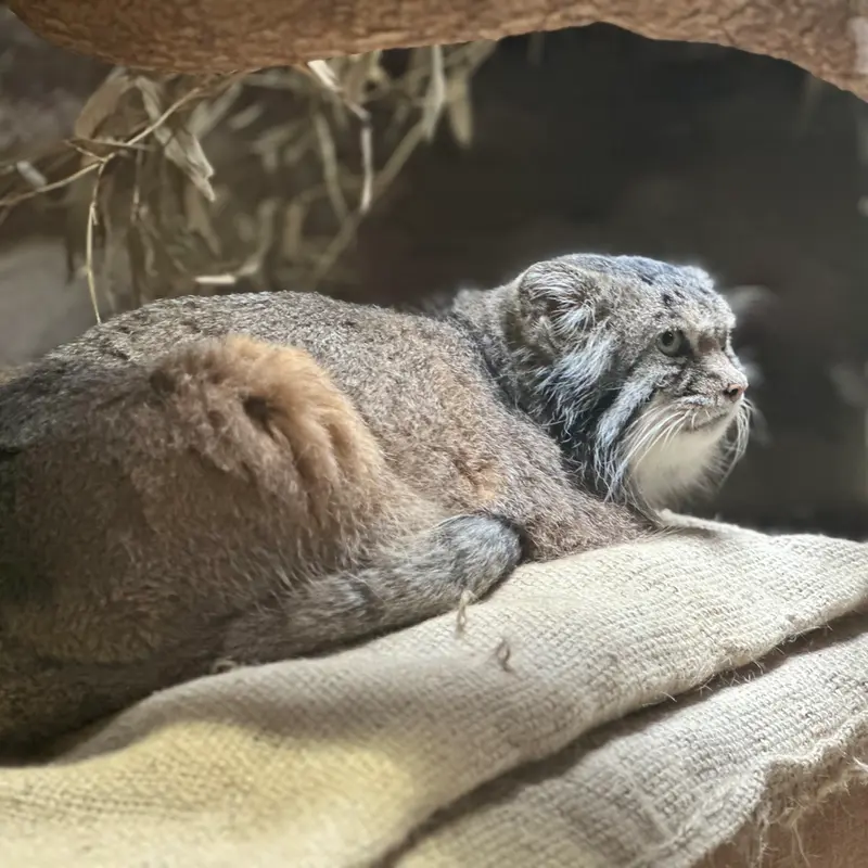 A photograph of a Pallas's cat