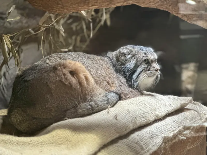 A photograph of a Pallas's cat