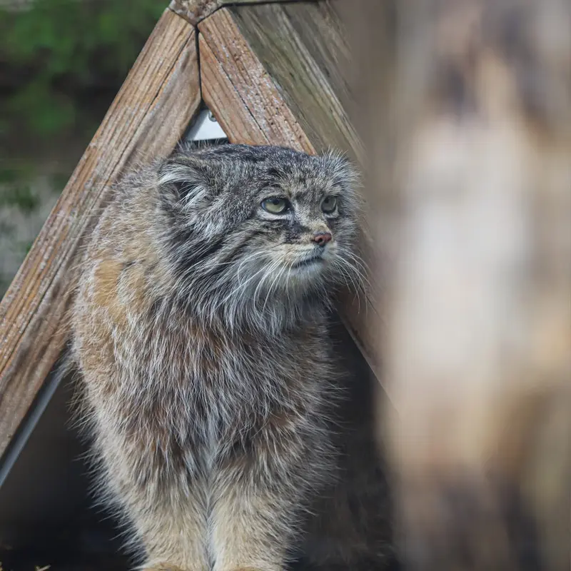 A photograph of Vorace in Lille Zoo