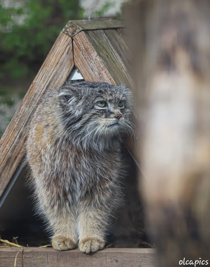 A photograph of Vorace in Lille Zoo