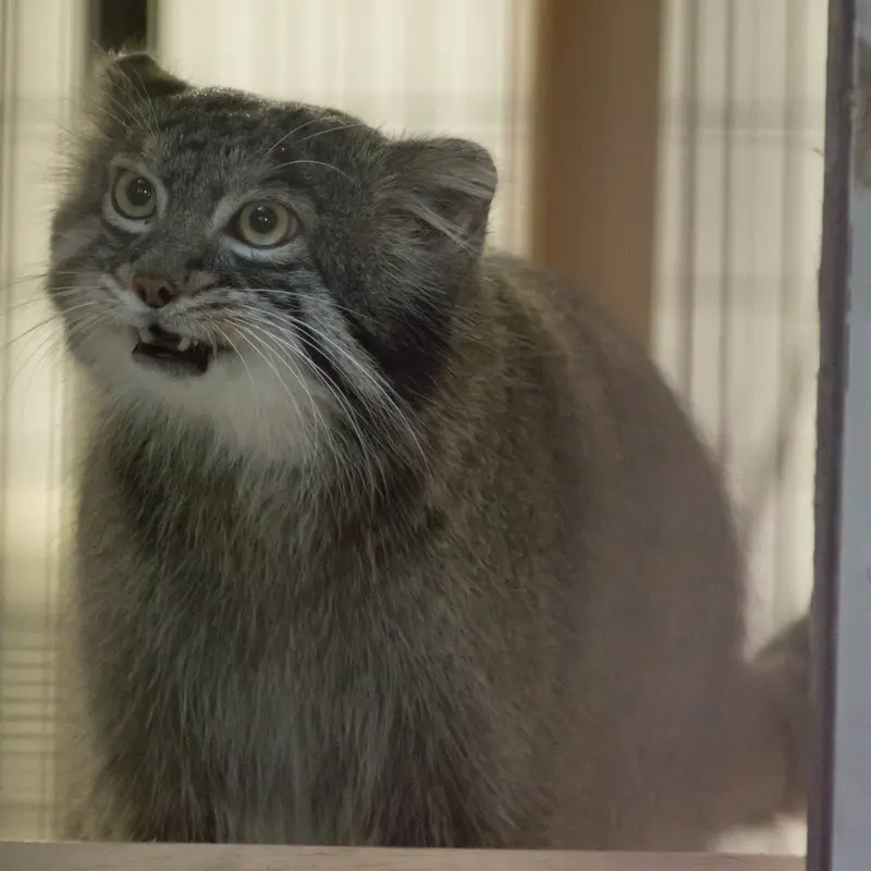 A photograph of Figa in Nogeyama Zoo