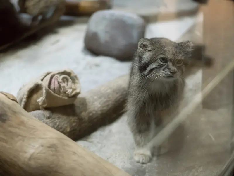 A photograph of Klyon in Ueno Zoological Gardens
