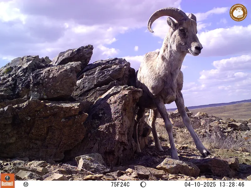 A photograph of Argali from Karashoky camera trap
