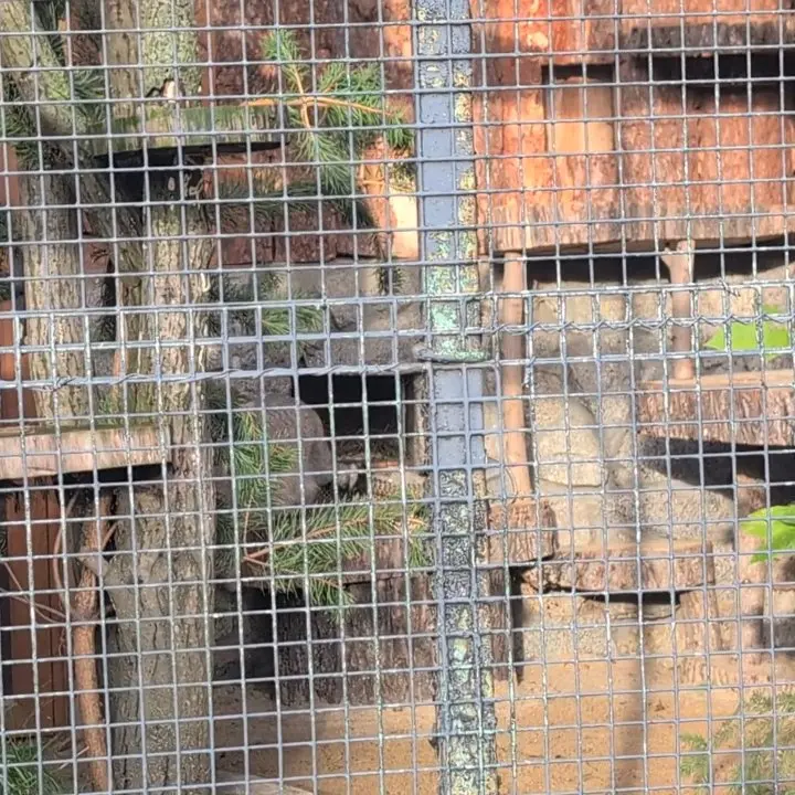 A photograph of Shu in Leningrad zoo