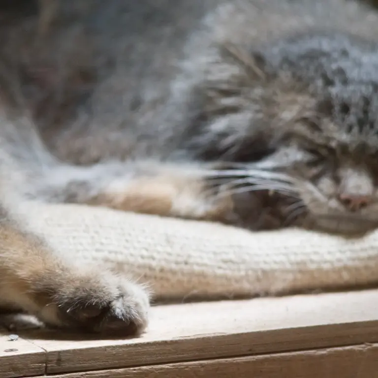 A photograph of Klyon in Ueno Zoological Gardens