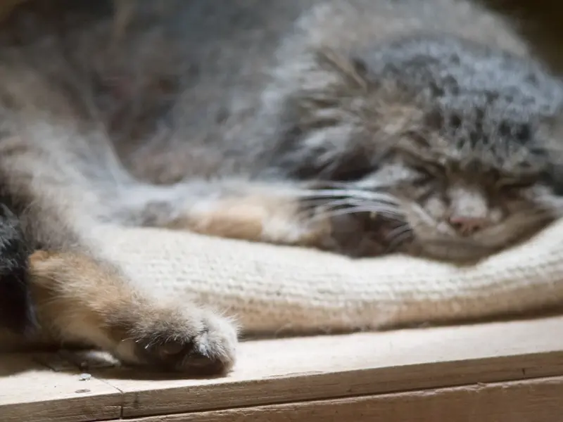 A photograph of Klyon in Ueno Zoological Gardens