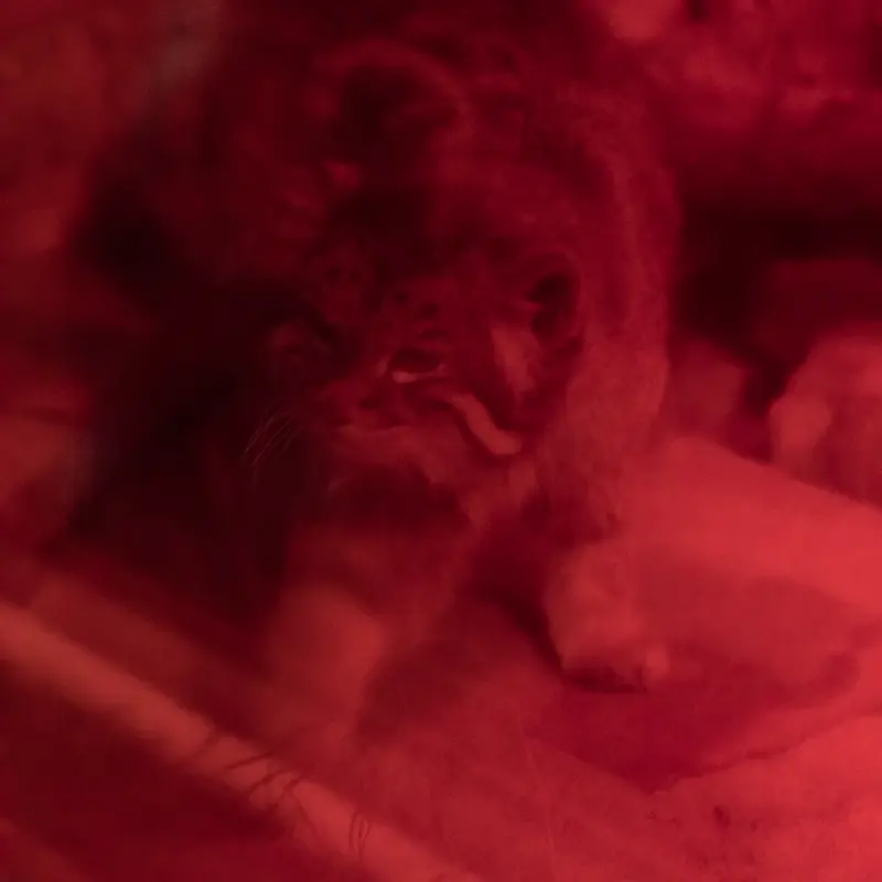 A photograph of Naim in Ueno Zoological Gardens