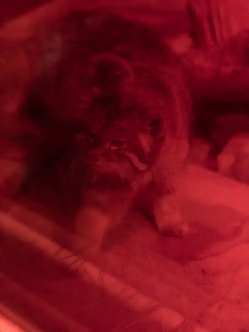 A photograph of Naim in Ueno Zoological Gardens