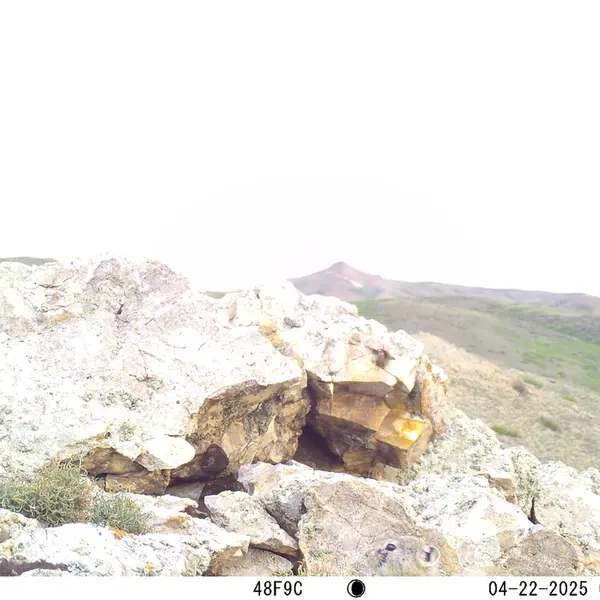 A photograph of Pika from Besshoky 1 camera trap