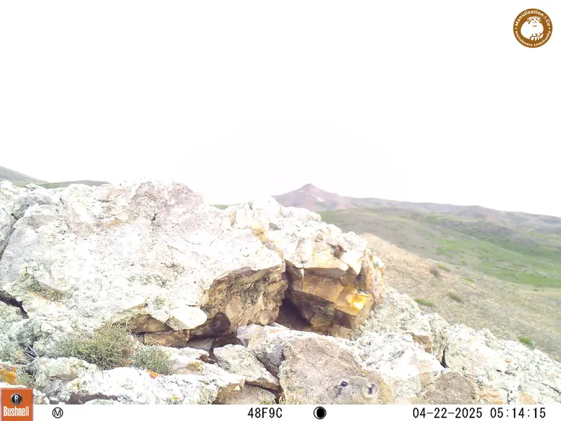 A photograph of Pika from Besshoky 1 camera trap