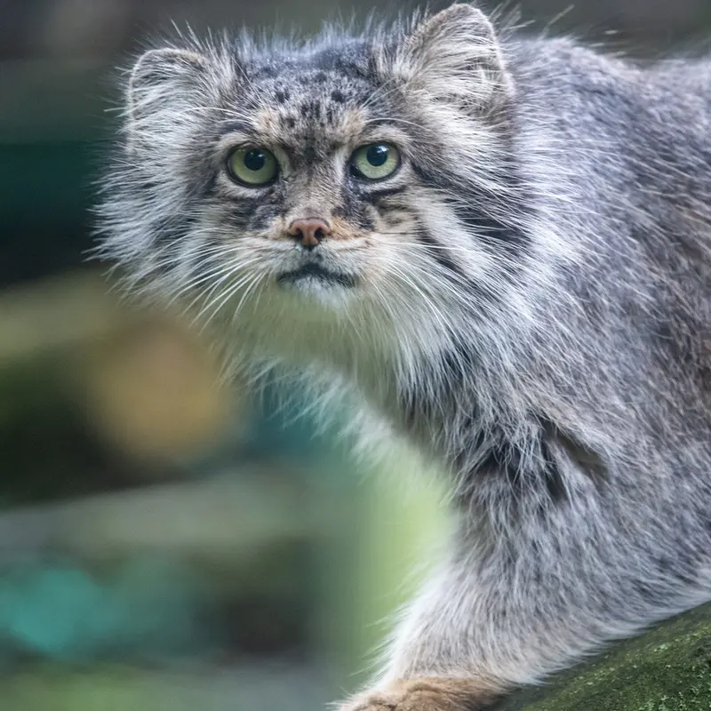 A photograph of Pazzo in Łódź Zoo