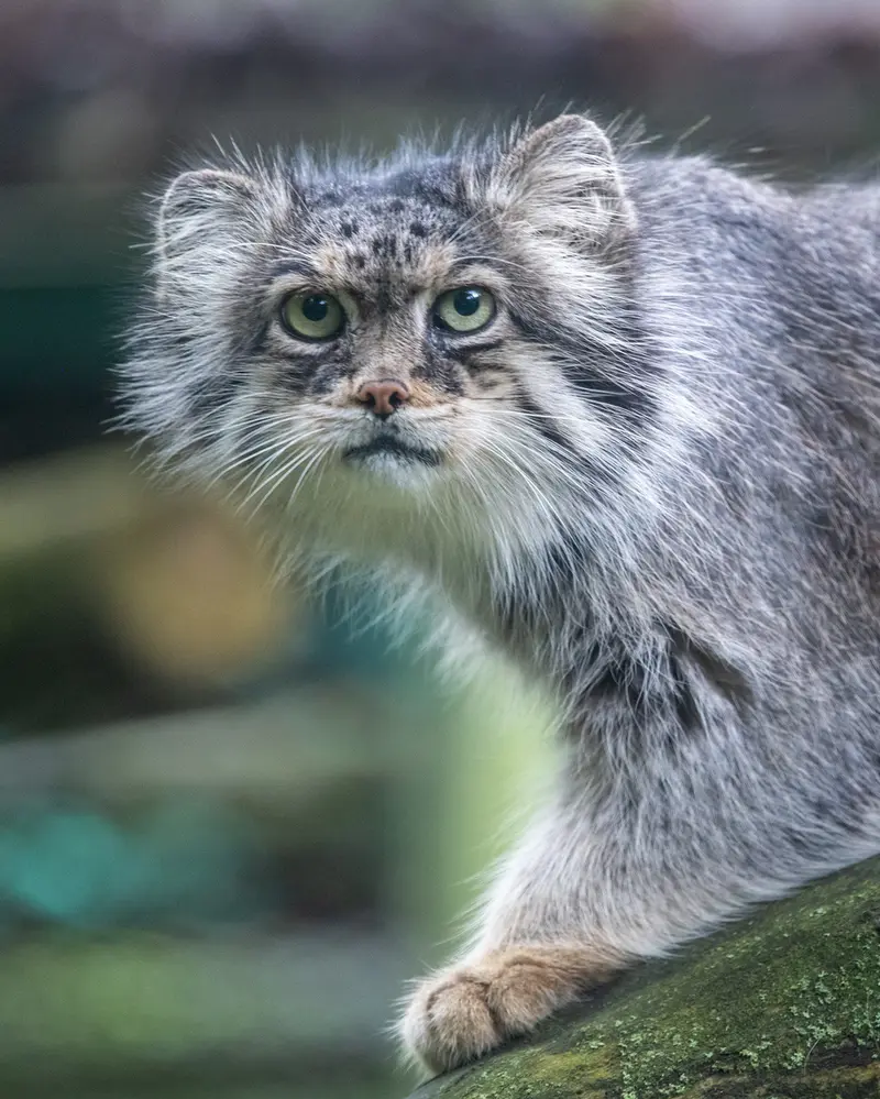 A photograph of Pazzo in Łódź Zoo