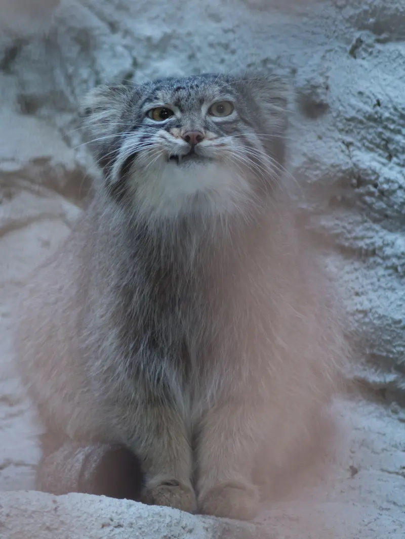 A photograph of Figa in Nogeyama Zoo