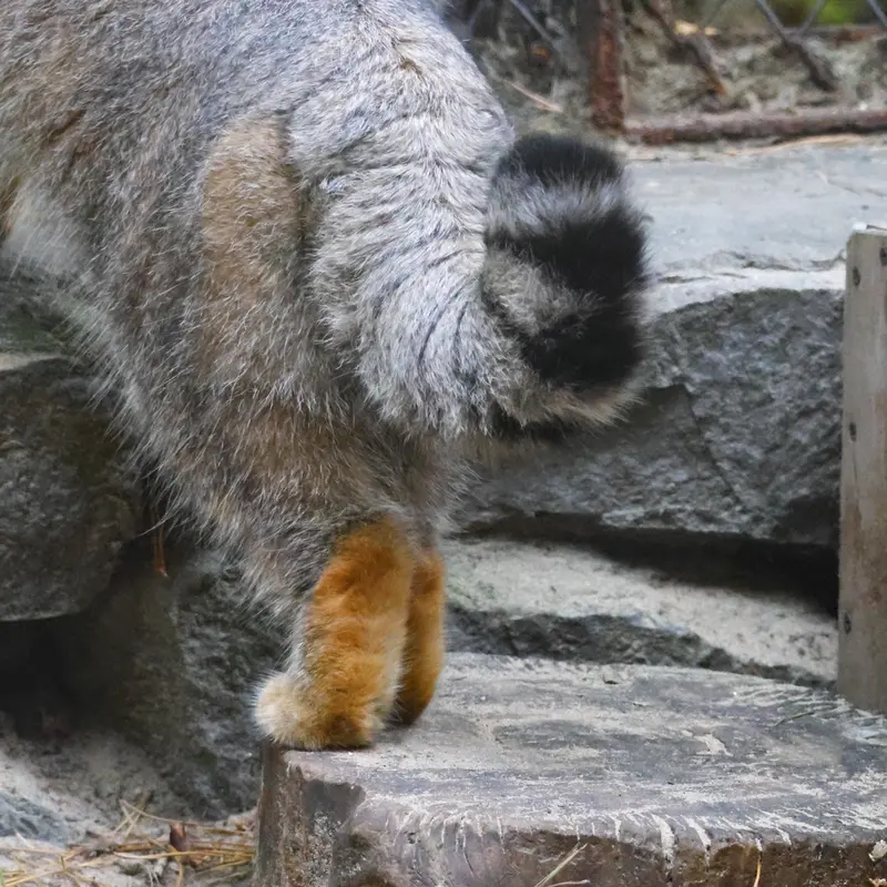 A photograph of Ruf in Novosibirsk Zoo