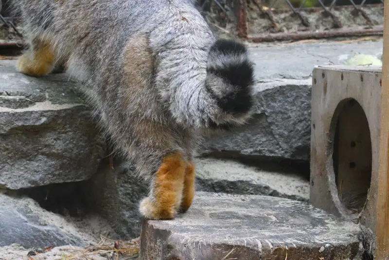 A photograph of Ruf in Novosibirsk Zoo