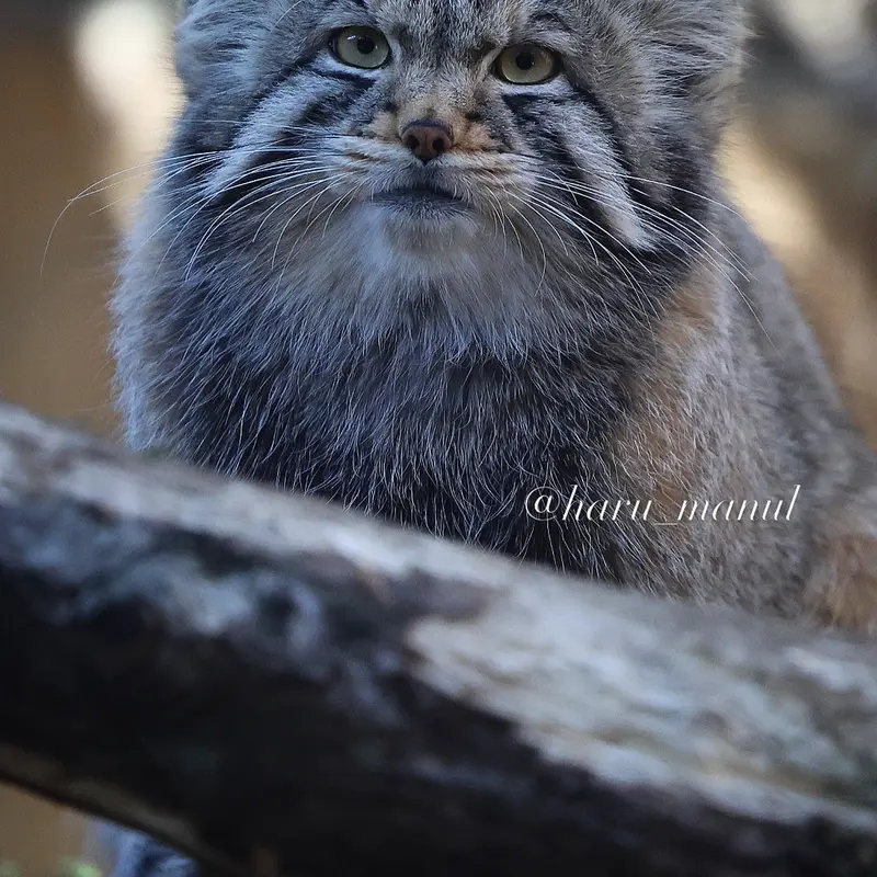 A photograph of Nagomu in Nasu Animal Kingdom