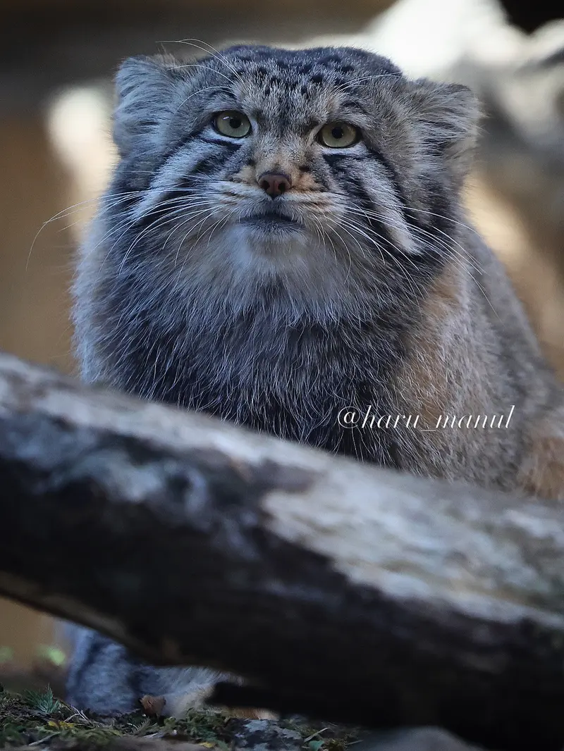 A photograph of Nagomu in Nasu Animal Kingdom