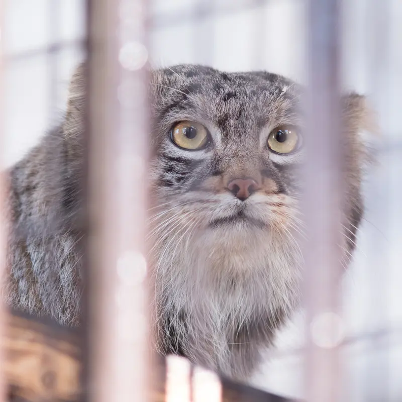 A photograph of Figa in Nogeyama Zoo