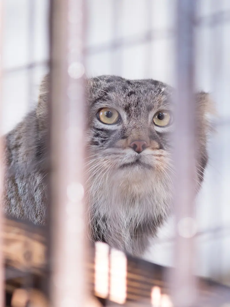A photograph of Figa in Nogeyama Zoo
